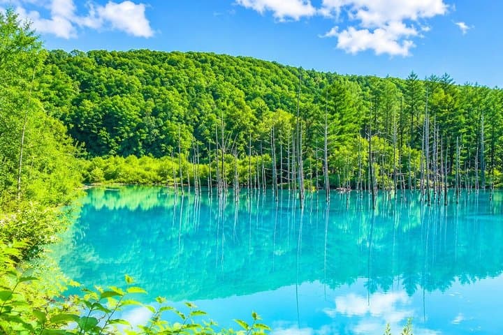 Hokkaido Highlights of Flower Blossom, Asahiyama Zoo& Blue pond「Aoi-ike」! — photo 4