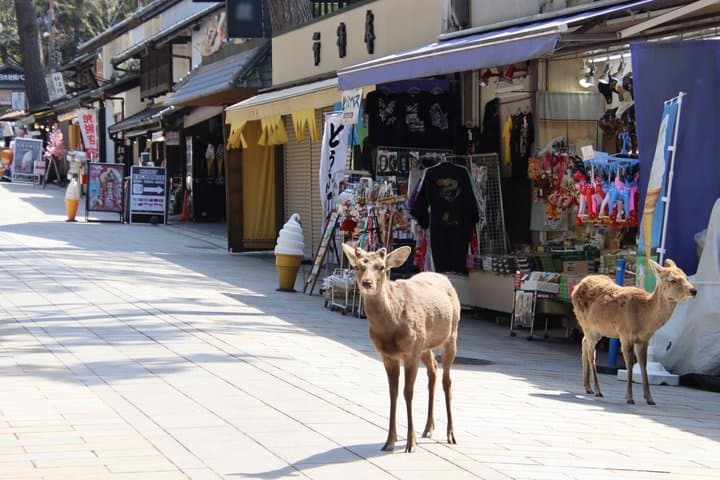From Osaka/Kyoto: Kyoto & Nara Day Trip with Optional Lunch — photo 3