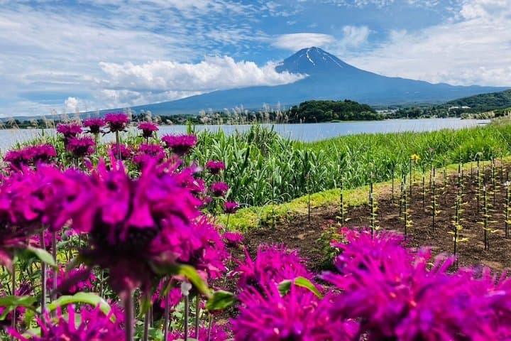 Tokyo: Mt.Fuji & Lake Kawaguchiko 1-Day Bus Tour w/Optional Lunch — photo 5