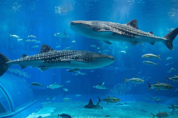 Okinawa Private Driver Tour — Flexible Itinerary, 1–8 Guests (8h) — photo 5