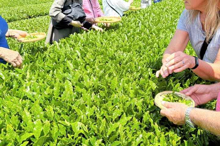 Authentic Tea Picking Experience and Farm to-Table Lunch Tokyo — photo 2