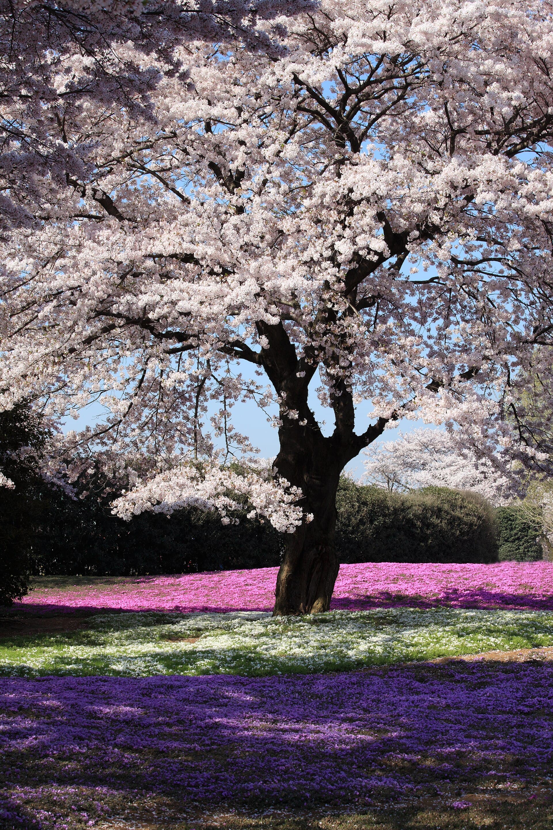 Cherry blossoms in Japan