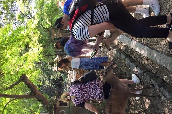 All must-sees in 3 hours - Nara Park Classic Tour! From JR Nara!