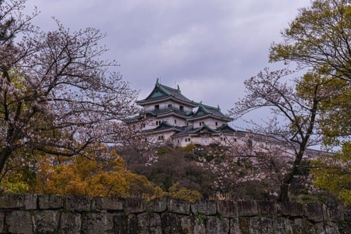 Wakayama Castle and Kuroshio Market 1 Day Tour