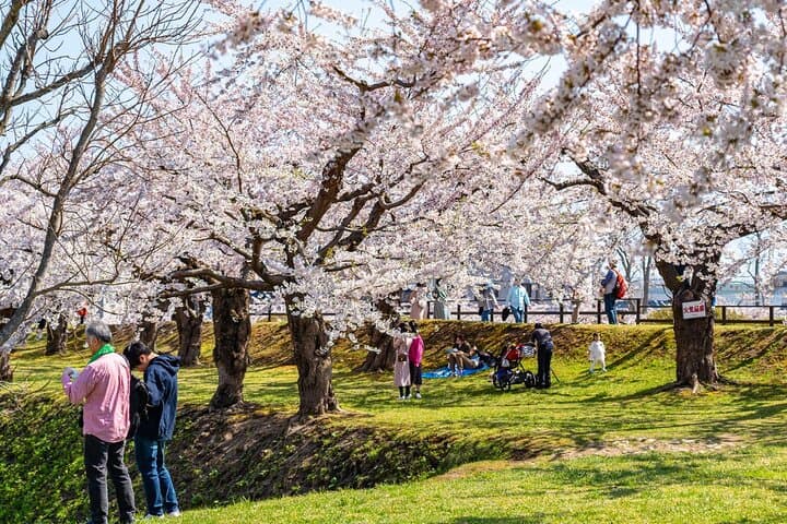4 Hour Private Cherry Blossom "Sakura" Experience in Nagasaki