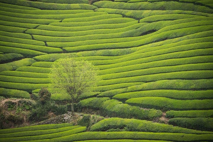 7hr Private Wazuka True Hidden Kyoto Matcha Farm Experience