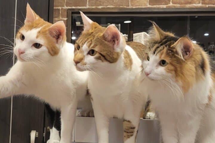 Cat Cafe & Bar Private Tour in Yanaka