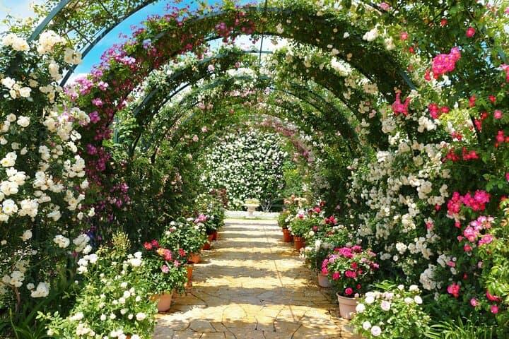 Day Trip Ashikaga Flower Park by Private Car from Tokyo