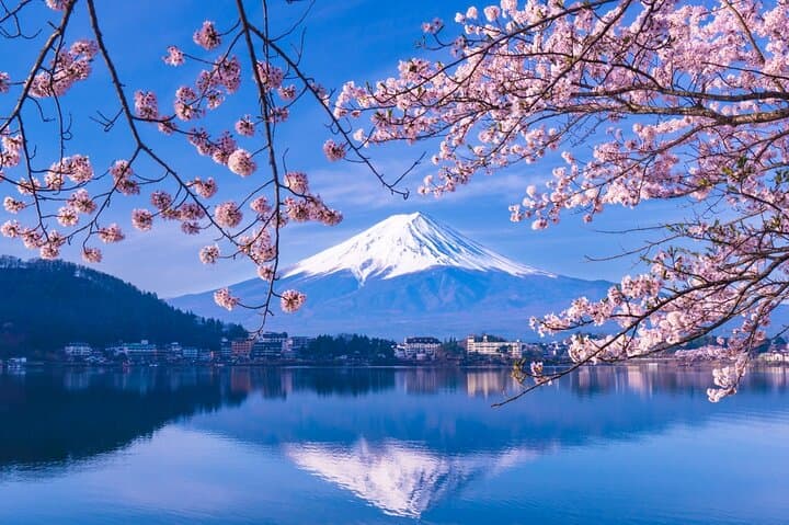 Limited Time Yakatabune Cruise Cherry Blossoms and Mt Fuji