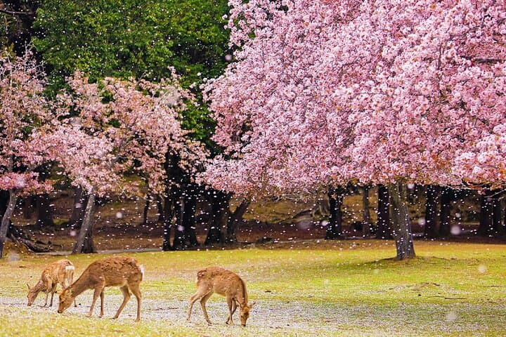 Kyoto & Nara Day Tour with Sagano Scenic Railway from Osaka