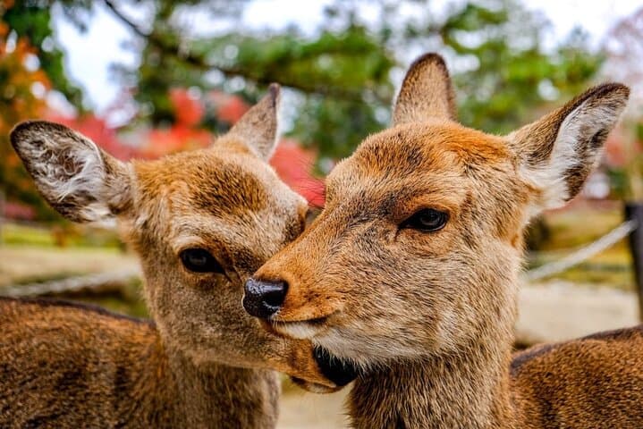 Osaka and Nara Day Tour with Private Transportation