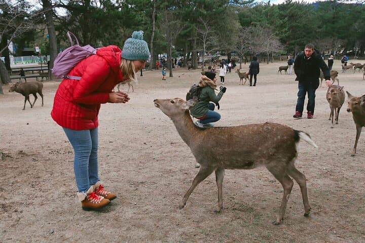 Osaka And Nara Private Car City Tour