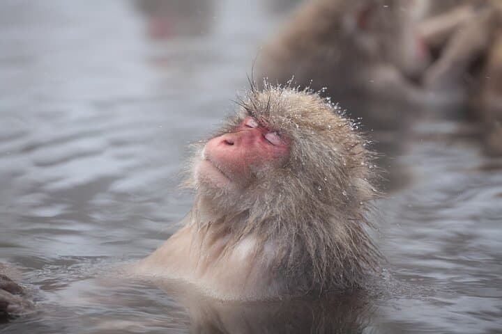 Nagano Snow Monkey and Obuse Tour: English Speaking Driver Only