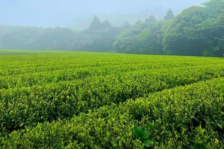 Island tour Green tea picking & pottery experience in Tanegashima