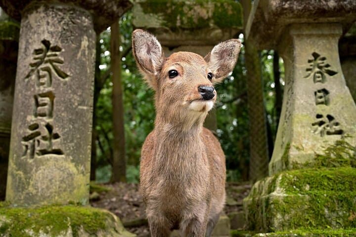 First Time Nara Tour UNESCO Sites with Lunch and Autumn foliage