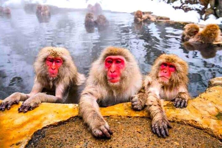 Nagano Snow Monkey Private Full-Day Tour