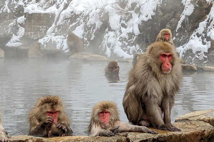 Nagano: Snow Monkeys of Jigokudani Guided Tour