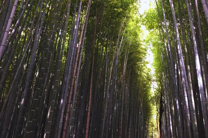 Kyoto Full-Day Tour Golden Pavilion Zen Garden and Bamboo Forest