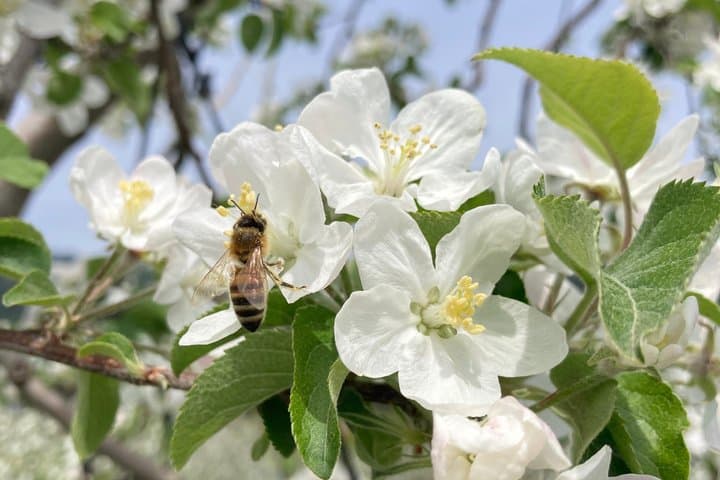 Nagano Apple Blossom and Hand Thinning Seasonal Experience