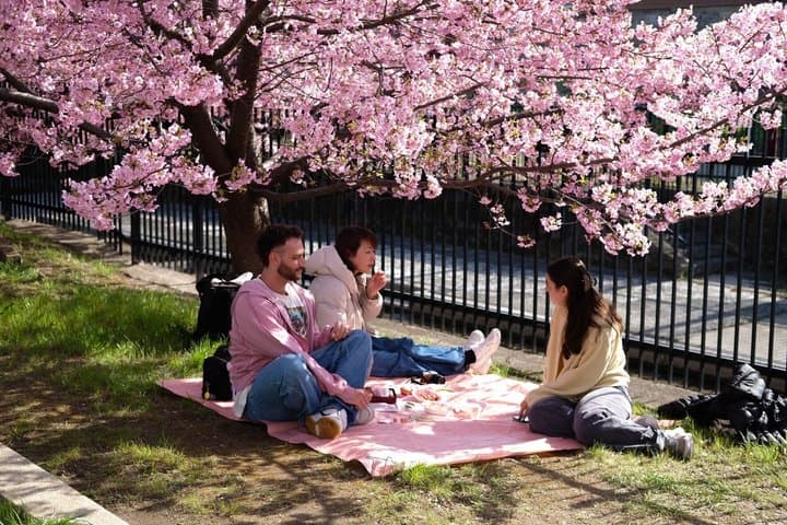 Hidden Cherry Blossom Sakura Picnic to Unwind like a Local