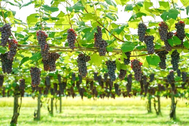 Family Vineyard Tour with Juice Tasting and Pairings