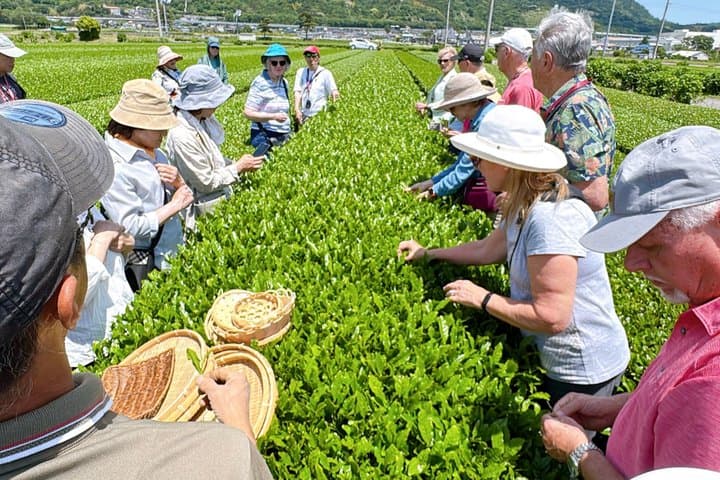 Authentic Tea Picking Experience and Farm to-Table Lunch Tokyo